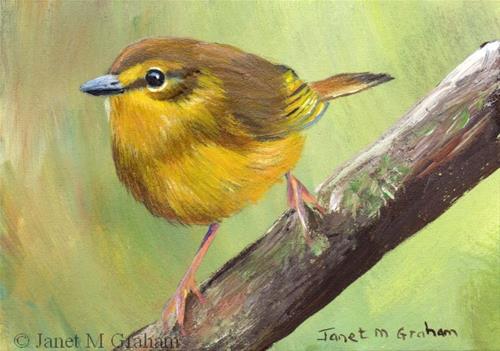 "Flavescent Warbler ACEO" original fine art by Janet Graham "Flavescent Warbler ACEO" original fine art by Janet Graham