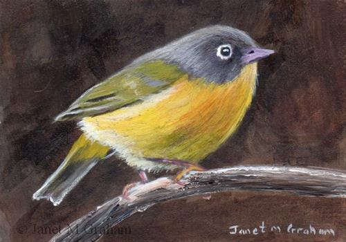"Nashville Warbler ACEO" original fine art by Janet Graham "Nashville Warbler ACEO" original fine art by Janet Graham