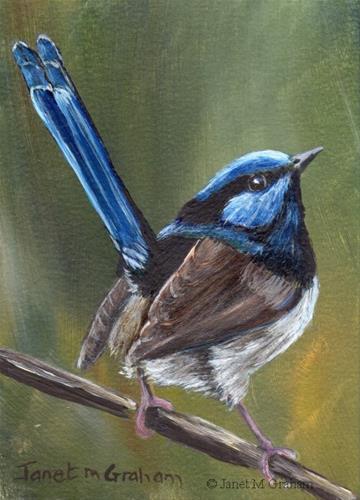 "Superb Fairy Wren ACEO" original fine art by Janet Graham "Superb Fairy Wren ACEO" original fine art by Janet Graham