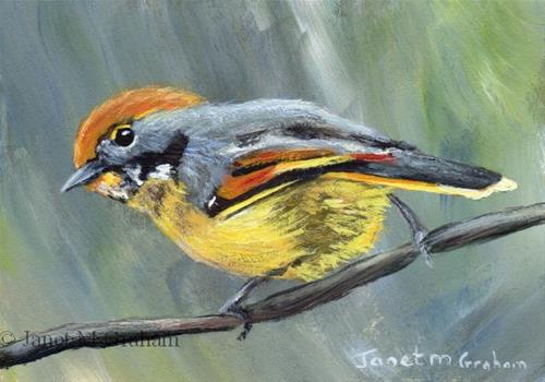 "Bar Throated Minla ACEO" original fine art by Janet Graham "Bar Throated Minla ACEO" original fine art by Janet Graham