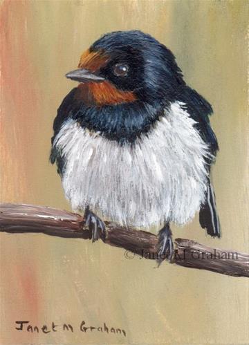 "Barn Swallow ACEO" original fine art by Janet Graham "Barn Swallow ACEO" original fine art by Janet Graham