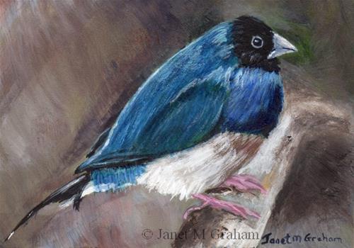 "Black Headed Gouldian Finch ACEO" original fine art by Janet Graham "Black Headed Gouldian Finch ACEO" original fine art by Janet Graham