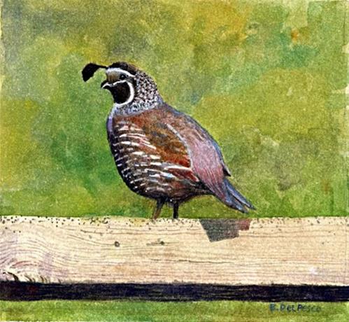 "Watercolor Birds: California Quail (the Pasadena Artwalk & Printmaker LinkLove)" original fine art by Belinda Del Pesco "Watercolor Birds: California Quail (the Pasadena Artwalk & Printmaker LinkLove)" original fine art by Belinda Del Pesco