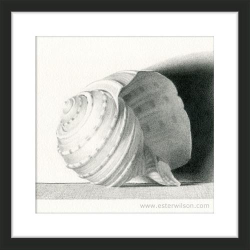 "Shell" original fine art by Ester Wilson "Shell" original fine art by Ester Wilson