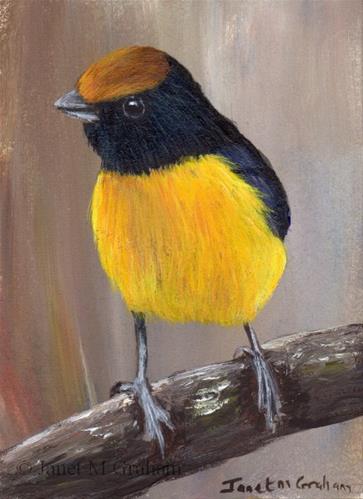 "Tawny Capped Euphonia ACEO" original fine art by Janet Graham "Tawny Capped Euphonia ACEO" original fine art by Janet Graham