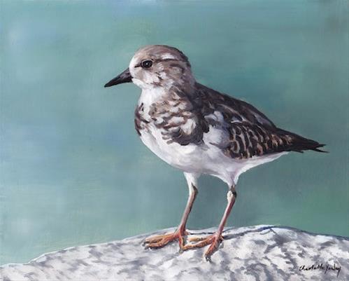 "Plover" original fine art by Charlotte Yealey "Plover" original fine art by Charlotte Yealey