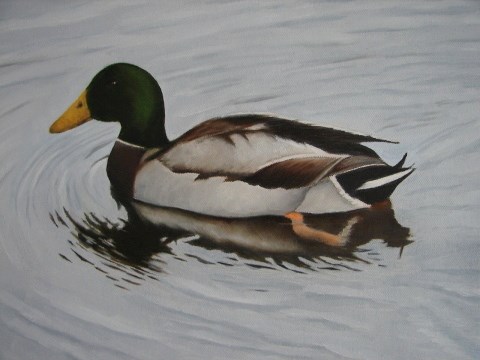 "Mallard Duck" original fine art by Kirk Kerndl "Mallard Duck" original fine art by Kirk Kerndl