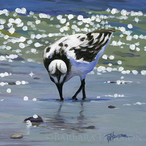 "Sanderling Snacking" original fine art by Barbara Harmon "Sanderling Snacking" original fine art by Barbara Harmon