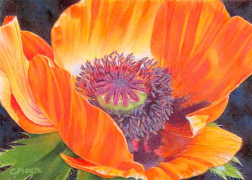 "Poppy" original fine art by Cheryl Plautz "Poppy" original fine art by Cheryl Plautz