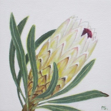 "Protea I" original fine art by Pera Schillings "Protea I" original fine art by Pera Schillings