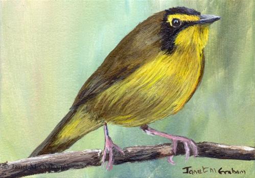 "Kentucky Warbler ACEO" original fine art by Janet Graham "Kentucky Warbler ACEO" original fine art by Janet Graham