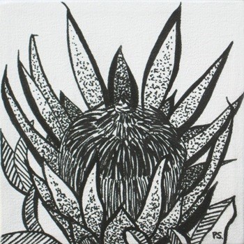 "Protea Madiba b/w" original fine art by Pera Schillings "Protea Madiba b/w" original fine art by Pera Schillings