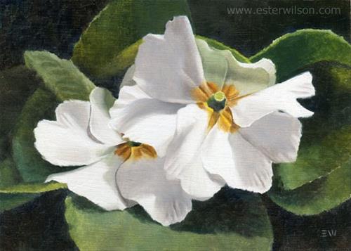 "White Primrose" original fine art by Ester Wilson "White Primrose" original fine art by Ester Wilson