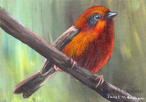 "Red Warbler ACEO" original fine art by Janet Graham "Red Warbler ACEO" original fine art by Janet Graham