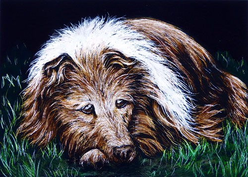"Collie" original fine art by Monique Morin Matson "Collie" original fine art by Monique Morin Matson