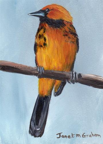"Spot Breasted Oriole ACEO" original fine art by Janet Graham "Spot Breasted Oriole ACEO" original fine art by Janet Graham