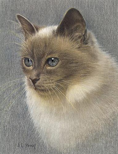 "Cat" original fine art by Donna C Farrell "Cat" original fine art by Donna C Farrell