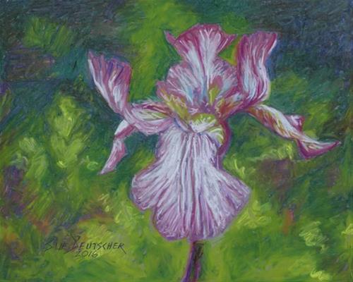 "iris" original fine art by Sue Deutscher "iris" original fine art by Sue Deutscher