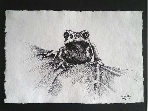 "Pen Drawing of Frog" original fine art by Camille Morgan "Pen Drawing of Frog" original fine art by Camille Morgan