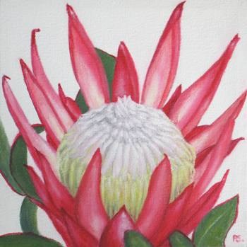 "Protea Madiba" original fine art by Pera Schillings "Protea Madiba" original fine art by Pera Schillings