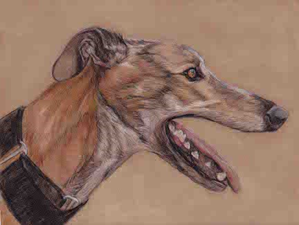 "Greyhound" original fine art by Charlotte Yealey "Greyhound" original fine art by Charlotte Yealey