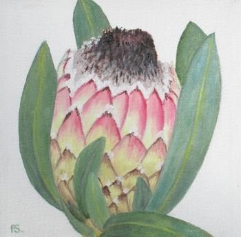 "Protea III" original fine art by Pera Schillings "Protea III" original fine art by Pera Schillings