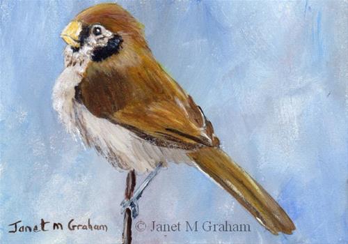 "Spot Breasted Parrotbill ACEO" original fine art by Janet Graham "Spot Breasted Parrotbill ACEO" original fine art by Janet Graham